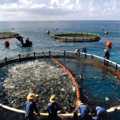 Đánh giá và dự báo sản lượng cá nuôi toàn cầu